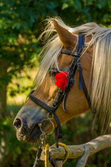 head of a brown horse with a white mane on a background of green nature © Paulina