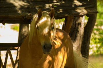 a brown horse with a white mane stands against the background of nature and wood