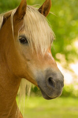 head of a brown horse with a white mane on a background of green nature