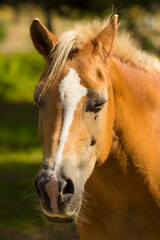 head of a brown horse with a white mane on a background of green nature © Paulina