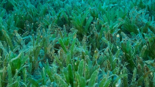 Close-up of the Halophila seagrass. Camera moving forwards above seabed covered with green seagrass. Underwater landscape, Slow motion
