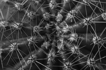 Macro photo of needles of a cactus, thorns of a cactus, macro photo, black and white photo, abstract