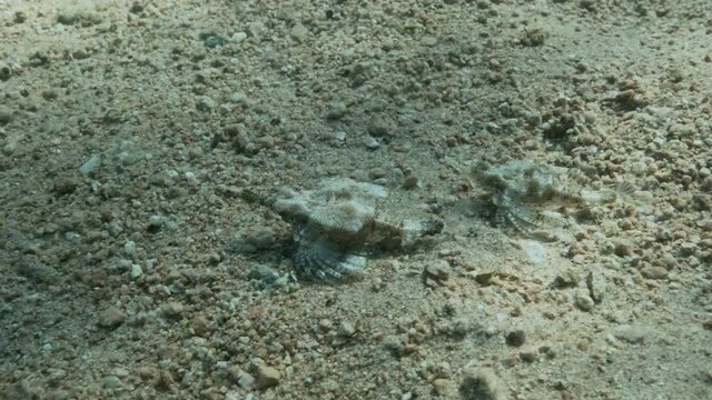 Pair of Seamoth move slowly one after another on the sandy bottom in sun rays (mating season). Pegasus, Little Dragonfish or Common Seamoth (Eurypegasus draconis), Slow motion
