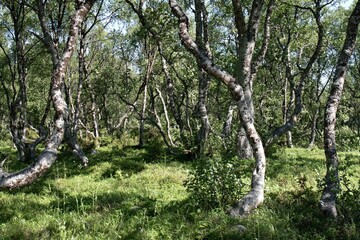 Dancing birch forest. Bolshoy Solovetsky Island. Russia.