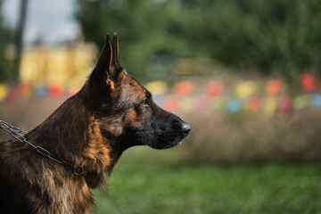 Portrait of a black-and-red German Shepherd in close-up. Beautiful charming adult dog, muzzle on green blurry background. Real shepherd dog is a profile view.