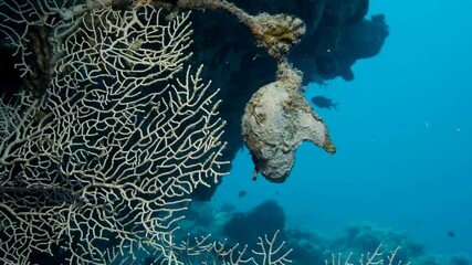 Bivalve mollusc Winged Oysters (Pteria aegyptiaca) on Soft coral Giant Gorgonian or Sea fan (Subergorgia mollis). Camera moving forwards, Slow motion - Powered by Adobe