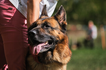 Portrait of a black-and-red German Shepherd in close-up. Beautiful charming adult dog, muzzle on green blurry background. Handler holds dogs head at exhibition.