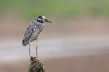 Krabbenreiher (Yellow-crowned night heron)
Puereto Lopez, Ecuador