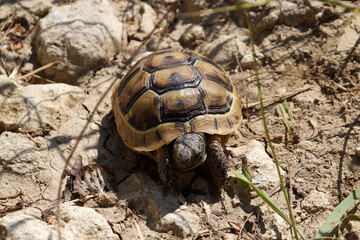 land turtle in the wild close up in sunlight