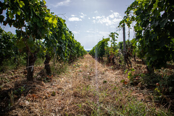 Vines of Bolgheri