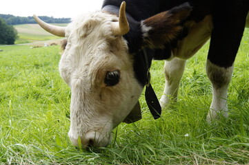 a beautiful brown with white cow looking closely into the camera in the Bavarian village Birkach...