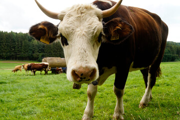 a beautiful brown with white cow looking closely into the camera in the Bavarian village Birkach (Germany)	