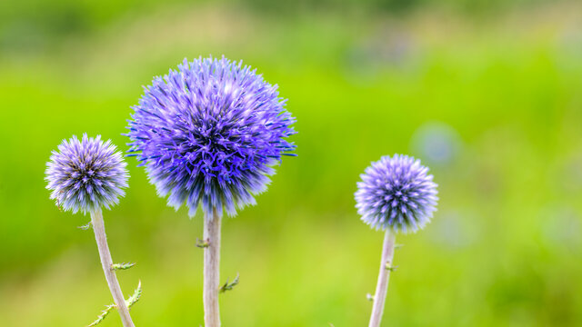 ヒゴタイの花(ヒゴタイ属) Echinops setifera flower (genus Echinops setifera) 標高900mにある森と渓谷・高原野草の野生・美しい自然のヒゴタイ花 日本2021年夏：晩夏撮影 Japan 2021 Summer: Late summer shooting (九州・熊本県阿蘇郡産山村) (Kyushu / Ubuyama Village, Aso)