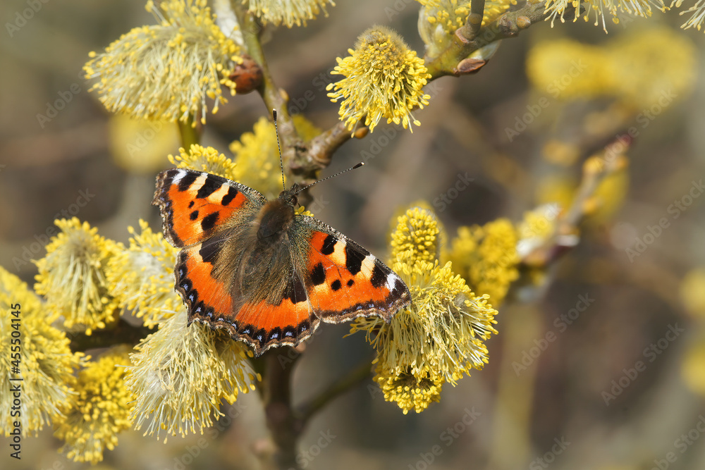 Poster Closeup of a small tortoiseshell butterfly, Aglais urticae