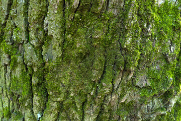 Green moss on a tree texture. Nature in a macro perspective 