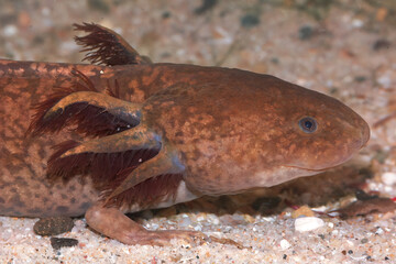 Closeup on an endangered, aquatic brown Axolotl, Ambystoma mexicanum