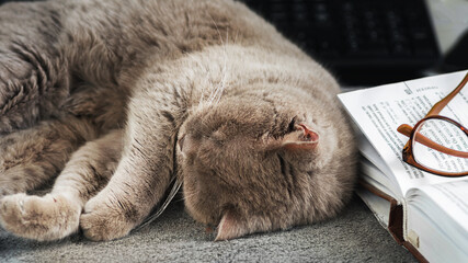 gray cat sleeps next to an open book and glasses. the concept of tranquility and relaxation
