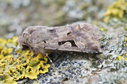 Closeup on the Hebrew Character moth,  Orthosia gothica on a pie
