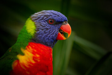 Close-up from a Rainbow lorikeet