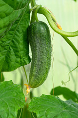 A green cucumber on a branch with leaves. growing greenhouse cucumbers on a trellis. Vegetable harvest