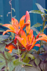 The flower is an orange lily with leaves on a blue background