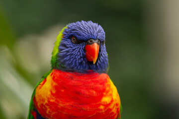 Close-up from a Rainbow lorikeet