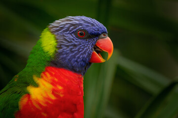 Close-up from a Rainbow lorikeet