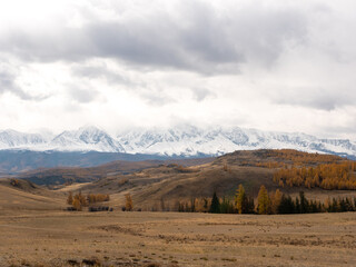 Fototapeta premium Autumn view of the Altai mountains and bright yellow trees. Severo-Chuysky ridge, Chuysky tract, Altai Republic, Russia