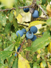 Vertical closeup of a branch of blackthorn. Guadalix de la Sierra, Spain.