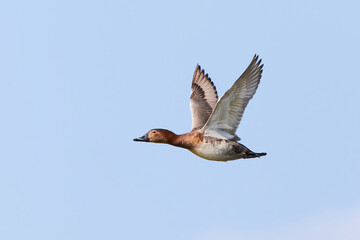 Common pochard female in flight (Aythya ferina). Bird in flight	