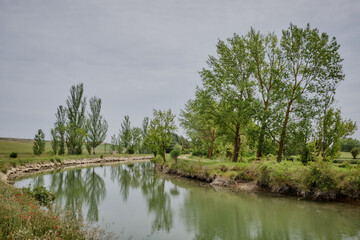 lake and trees