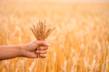 Farmer hand holds golden wheat ear. Agriculture field. Harvest concept.