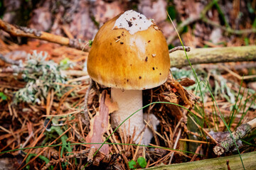 mushrooms in the forest