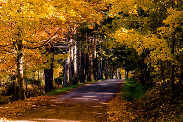 Naklejka premium autumn in the park