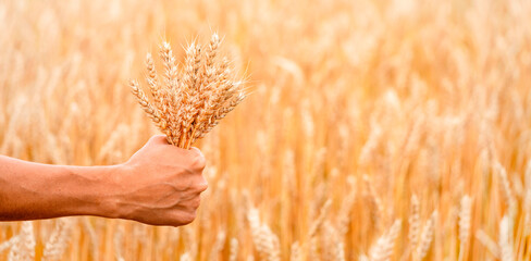 Hand of farmer holding of golden wheat spikes in wheat field. Agriculture. Banner. Harvest concept.