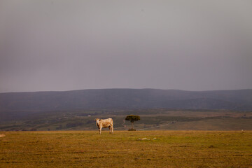 horses in the fog