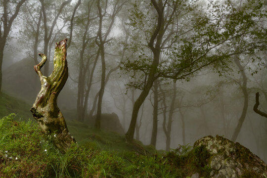 Foggy forest in mountainous terrain