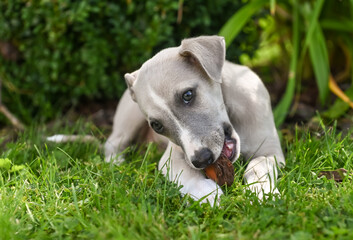 chien chiot Whippet jeune animal compagnie