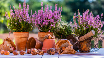 Flower bulbs and blooming heathers on the table in the garden.