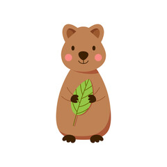 Baby quokka with a green leaf. Australian marsupial animal hand drawn in cartoon style. Vector illustration