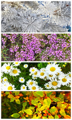 Natural backgrounds of four seasons: snowy pine branches in winter, wild blooming thyme in spring, chamomile field in summer and bright yellow and red hawthorn leaves in autumn. Collage, calendar