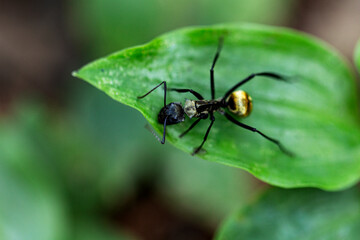 golden ant on a green leaf