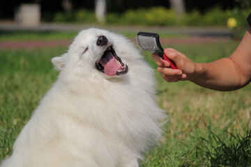 Beautiful fluffy white japanese spitz being combed