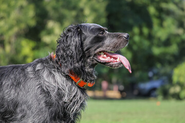 beautiful purebred blue picardian spaniel. Close up