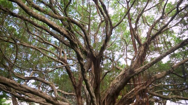 Huge Banyan tree in Taipei. Taiwanese art historian. Tongliang Great Banyan. Taipei, Taiwan.