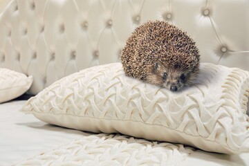 Hedgehog in a gray wicker soft bed. Pets. gray little hedgehog.