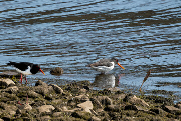 Pied Oystercatchers with black and white plumage with long beaks feeding on the rocky bank of Gouthwaite Reservoir, Nidderdale, North Yorkshire, England, UK.