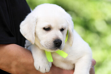 a yellow labrador puppy portrait