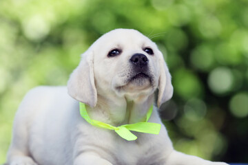 yellow labrador puppy portrait