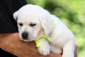 sweet yellow labrador puppy portrait